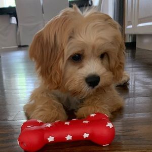 Meet your Posher, Sophie